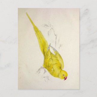 Papageien, Vintag, Vogelillustration, Bohemisch Postkarte