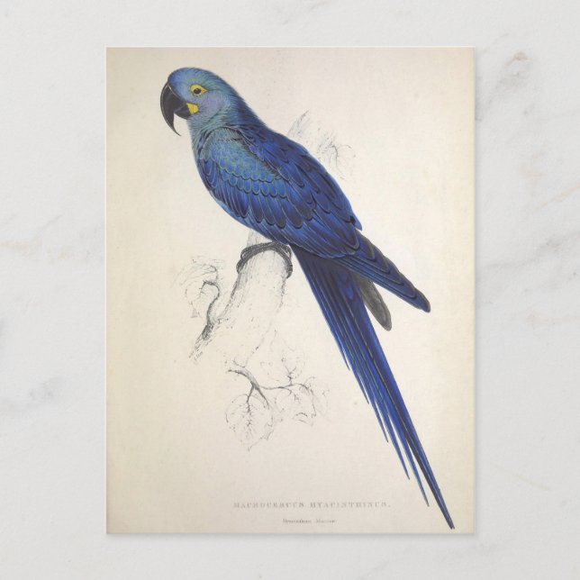 Papageien, Vintag, Vogelillustration, Bohemisch Postkarte (Vorderseite)
