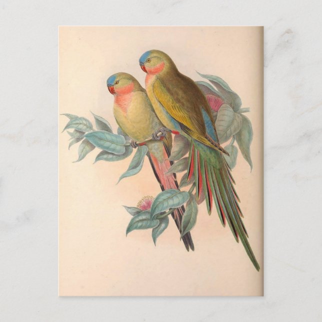 Papageien, Vintag, Vogelillustration, Bohemisch Postkarte (Vorderseite)