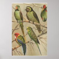Papageien Vintage tropische Vögel farbenfroh