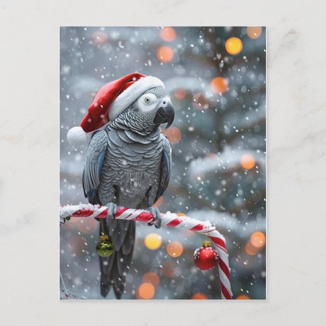 Papageien-Weihnachtskarte — Winterwunder  Postkarte (Vorderseite)