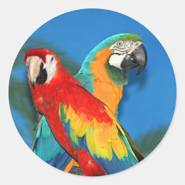 Papageien X Runder Aufkleber (Vorderseite)