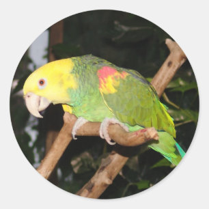 Papageienaufkleber Runder Aufkleber