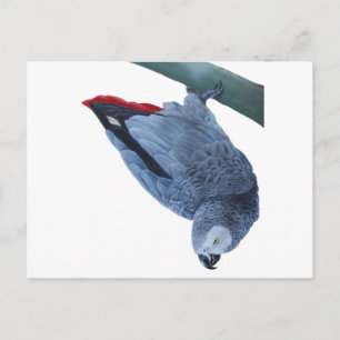 Papageiengeschenke Postkarte