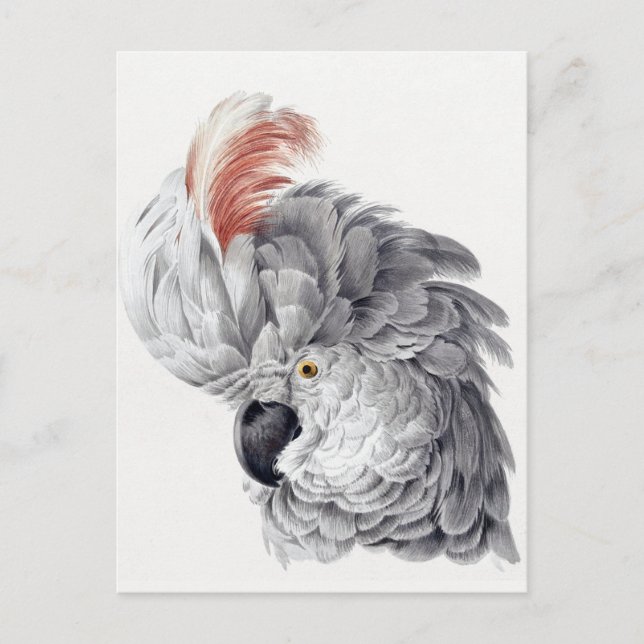 Papageienkarte Postkarte (Vorderseite)