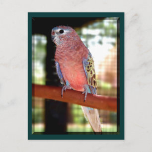 Papageienkarten Postkarte