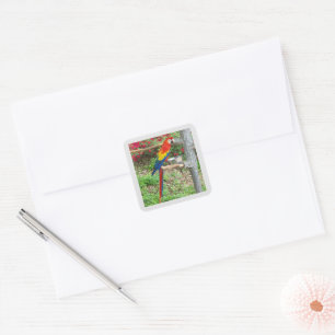Papageiensticker Quadratischer Aufkleber