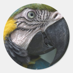 Papageiensticker Runder Aufkleber