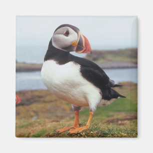 Papageientaucher gehockt magnet