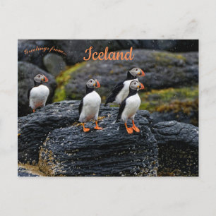 Papageientaucher im Regen in Island Postkarte