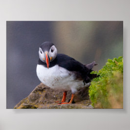 Papageientaucher in Island Poster