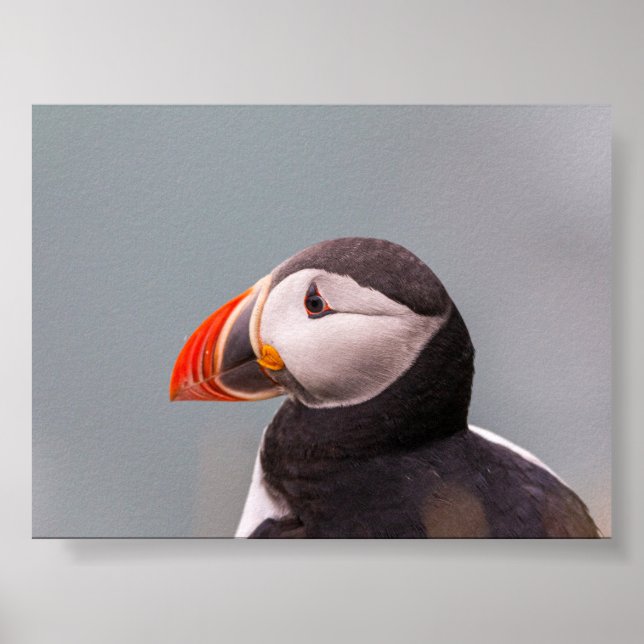 Papageientaucher in Island Poster (Vorne)