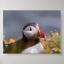 Papageientaucher in Island Poster
