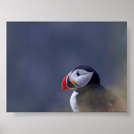 Papageientaucher in Island Poster