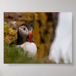 Papageientaucher in Island Poster