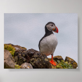 Papageientaucher in Island Poster