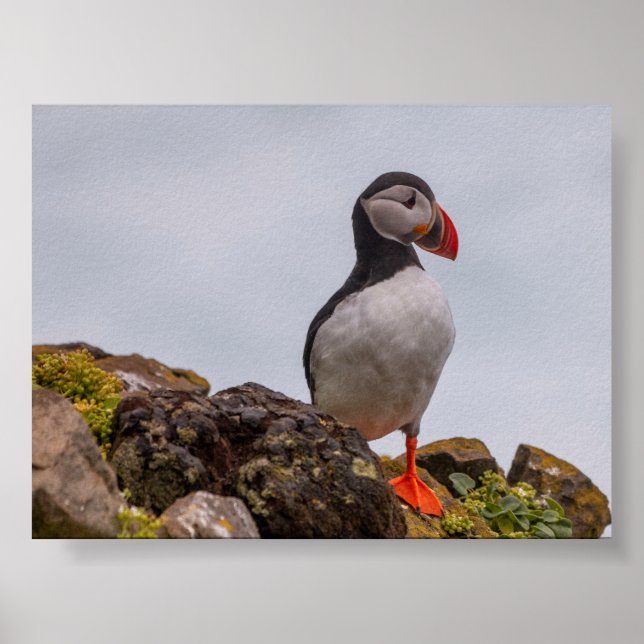 Papageientaucher in Island Poster (Vorne)
