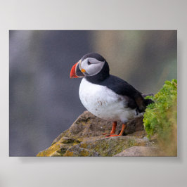 Papageientaucher in Island Poster