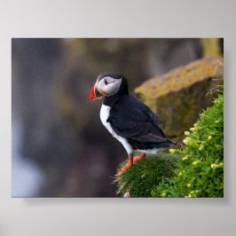 Papageientaucher in Island Poster