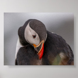 Papageientaucher in Island Poster
