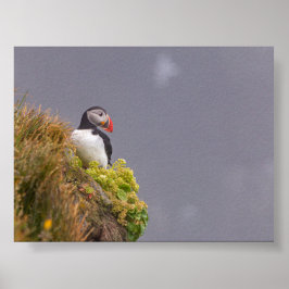 Papageientaucher in Island Poster