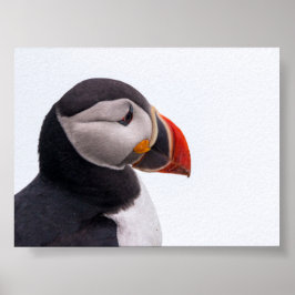 Papageientaucher in Island Poster