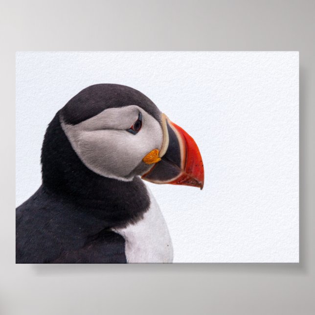 Papageientaucher in Island Poster (Vorne)