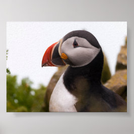 Papageientaucher in Island Poster
