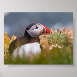Papageientaucher in Island Poster