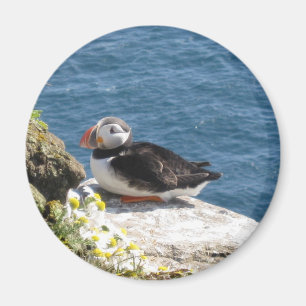 Papageientaucher Magnet