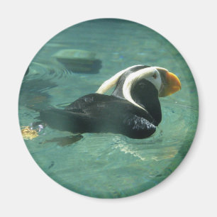 Papageientaucher Magnet