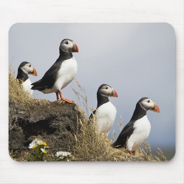 Papageientaucher Mousepad (Vorne)