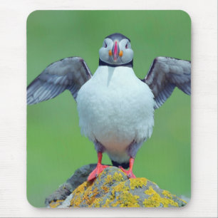 Papageientaucher Mousepad