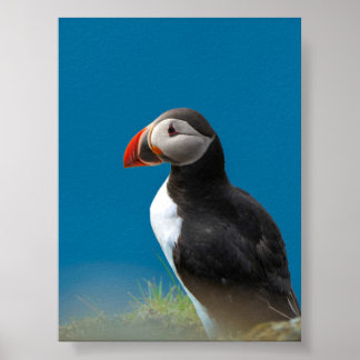 Papageientaucher Poster