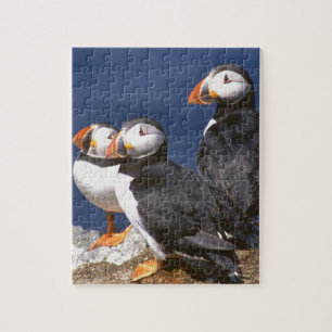 Papageientaucher-tastic Puzzle