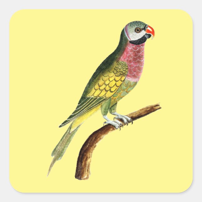 Papageienvogel Quadratischer Aufkleber (Vorderseite)