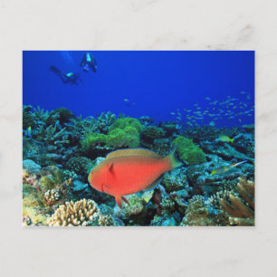 Papageifisch Scarus Postkarte