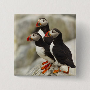 Papageitaucher auf Machias Seal Island Button