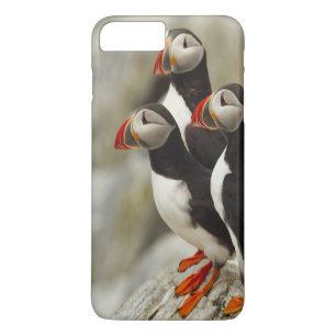 Papageitaucher auf Machias Seal Island Case-Mate iPhone Hülle
