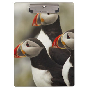 Papageitaucher auf Machias Seal Island Klemmbrett