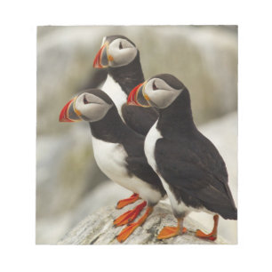 Papageitaucher auf Machias Seal Island Notizblock
