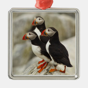 Papageitaucher auf Machias Seal Island Silbernes Ornament
