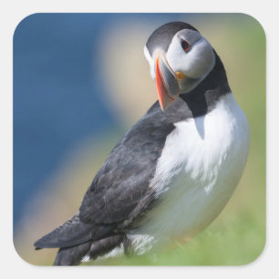 Papageitaucher (Fratercula Arctica) auf Klippe 2 Quadratischer Aufkleber