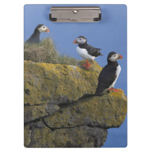 Papageitaucher (Fratercula arctica) auf Klippe Klemmbrett