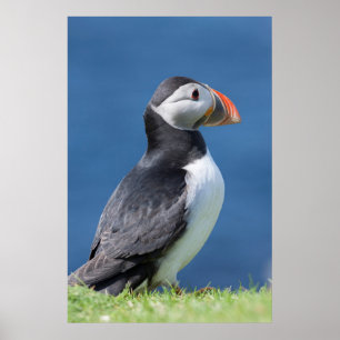 Papageitaucher (Fratercula Arctica) auf Klippe Poster