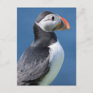 Papageitaucher (Fratercula Arctica) auf Klippe Postkarte