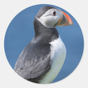 Papageitaucher (Fratercula Arctica) auf Klippe Runder Aufkleber