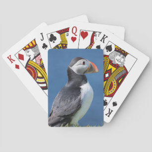 Papageitaucher (Fratercula Arctica) auf Klippe Spielkarten