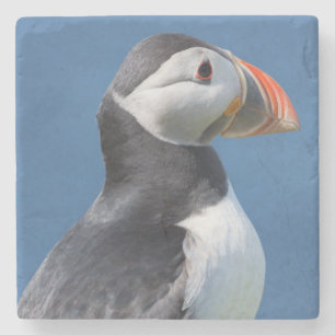 Papageitaucher (Fratercula Arctica) auf Klippe Steinuntersetzer