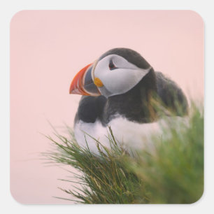 Papageitaucher (Fratercula arctica) Quadratischer Aufkleber